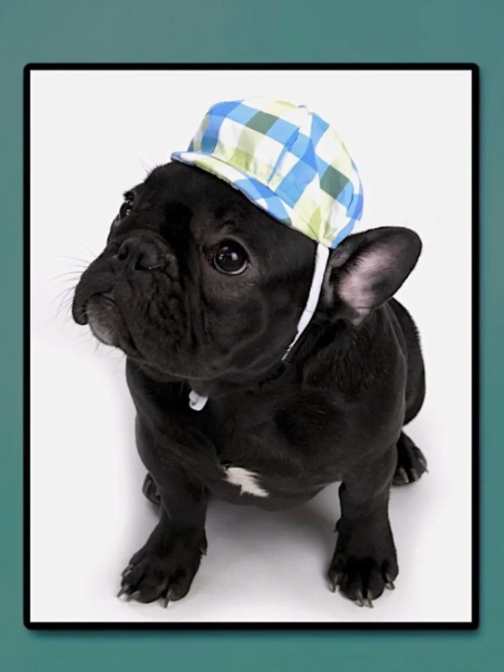 Vibrant Life Plaid Newsboy Hat